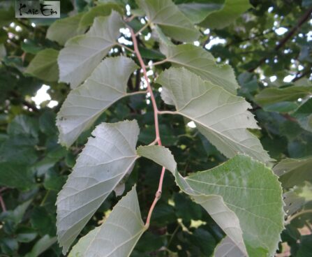 Tilia tomentosa-hõbepärn