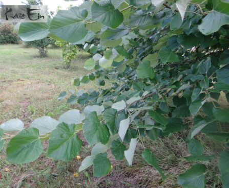 Tilia tomentosa-hõbepärn