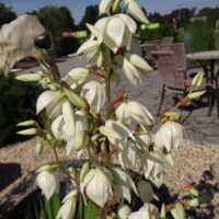 Yucca filamentosa-kiuline tääkliilia