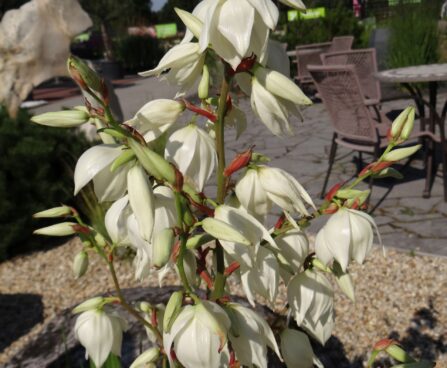 Yucca filamentosa-kiuline tääkliilia