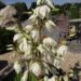Yucca filamentosa-kiuline tääkliilia