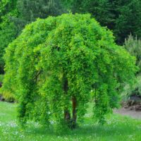 Caragana arborescens- suur läätspuu ’Pendula’ Foto Kaie Ein