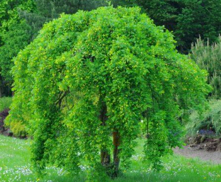 Caragana arborescens- suur läätspuu ’Pendula’ Foto Kaie Ein