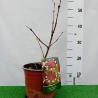 Viburnum sargentii 'Onondaga'- Sargentii lodjapuu