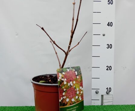 Viburnum sargentii 'Onondaga'- Sargentii lodjapuu