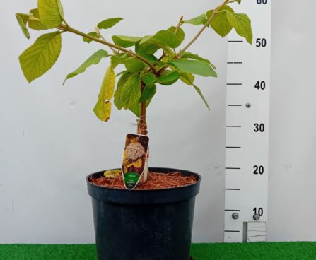 Viburnum lantana 'Aureum'- villane lodjapuu