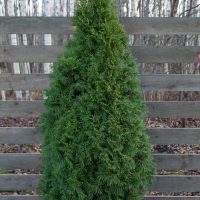 1753_6608_Thuja_occidentalis_Smaragd.JPG