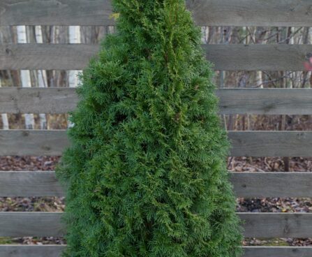 1753_6608_Thuja_occidentalis_Smaragd.JPG