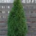 1753_6608_Thuja_occidentalis_Smaragd.JPG