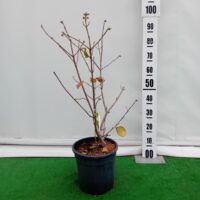 Viburnum carlcephalum -aromaatne lodjapuu