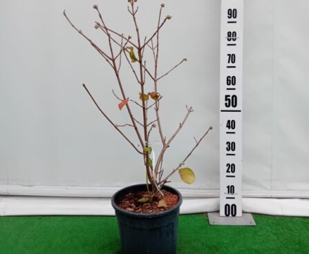 Viburnum carlcephalum -aromaatne lodjapuu