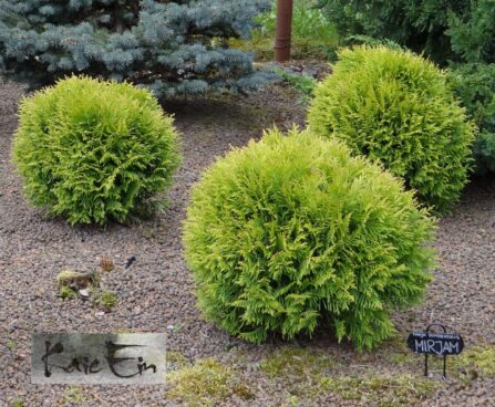 Thuja occidentalis `Mirjam` harilik elupuu