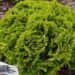Thuja occidentalis`Mirjam` har. elupuu 1