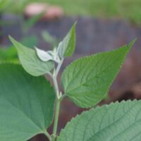 Celtis occidentalis-läänetseltis