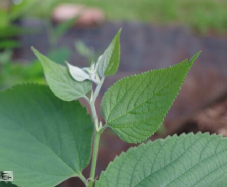 Celtis occidentalis-läänetseltis