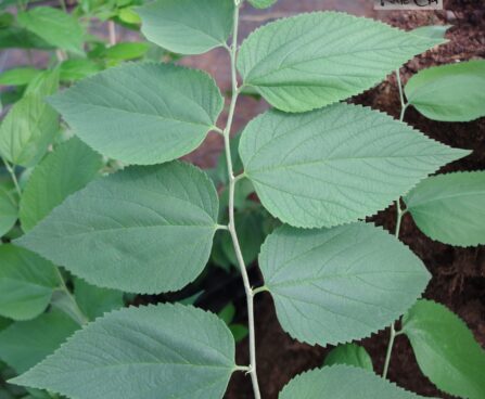 Celtis occidentalis-läänetseltis2