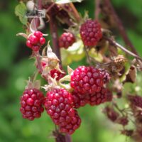 Rubus fruticosus `Black Satin`-aedmurakas