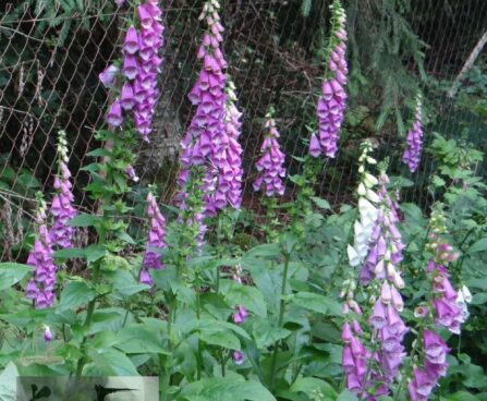 Digitalis sp.-sõrmkübaralill