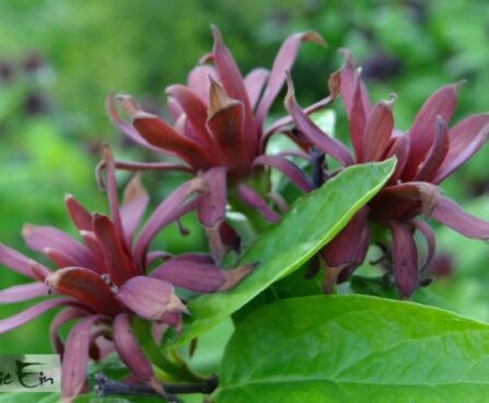 Calycanthus floridus-rohkeõieline vürtspõõsas