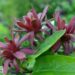 Calycanthus floridus-rohkeõieline vürtspõõsas