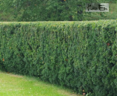 Taxus-jugapuu hekk Tallinna bot