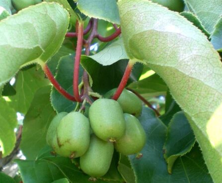 Actinidia kolomikta -aktiniidia viljad