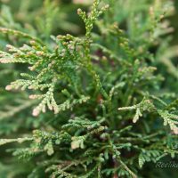 1754_6530_Thuja_occidentalis_Stolwijk_.JPG