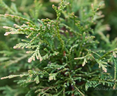 1754_6530_Thuja_occidentalis_Stolwijk_.JPG