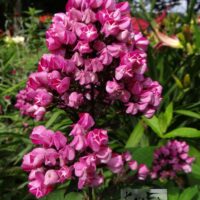 Plox paniculata `Butonik` -aed-leeklill