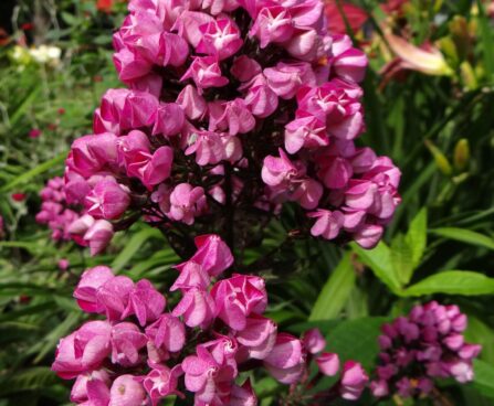 Plox paniculata `Butonik` -aed-leeklill