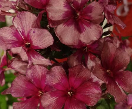 Phlox paniculata `Drakon` -aed-leeklill