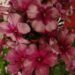 Phlox paniculata `Drakon` -aed-leeklill