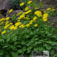 Doronicum caucasicum-kaukaasia kitsekakar
