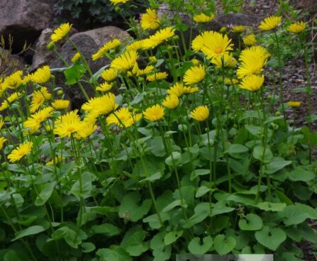 Doronicum caucasicum-kaukaasia kitsekakar