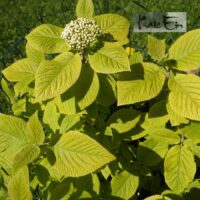 Viburnum lantana `Aureum`-villane lodjapuu
