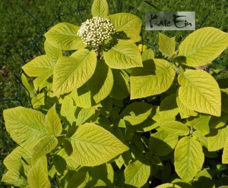 Viburnum lantana `Aureum`-villane lodjapuu