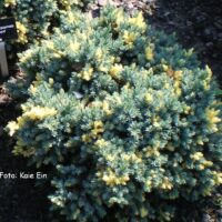 Juniperus squamata `Floreant`-kirju kadakas