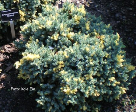 Juniperus squamata `Floreant`-kirju kadakas