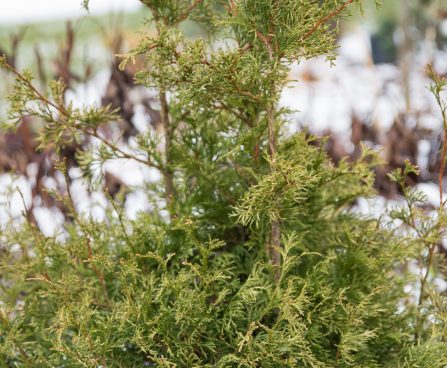 1754_7092_Thuja_occidentalis_Stolwijk_2.JPG