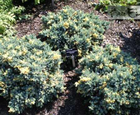 Juniperus squamata `Floreant`-kirju kadakas 2