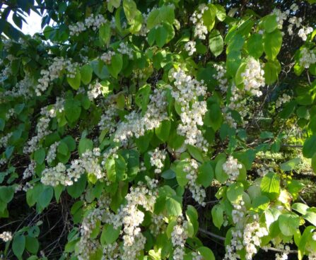 Tripterygium regelii -kolmtiivak