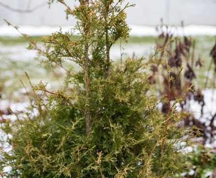 1754_7093_Thuja_occidentalis_Stolwijk.JPG