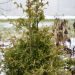 1754_7093_Thuja_occidentalis_Stolwijk.JPG