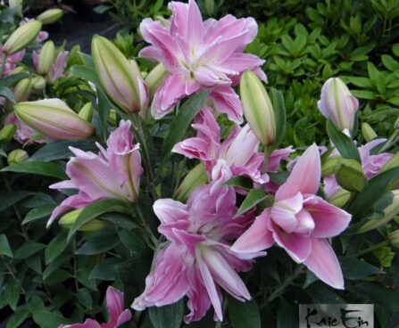 Lilium `Roselily` - liilia