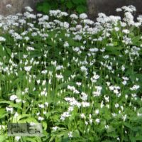 Allium ursinum- karulauk