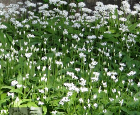 Allium ursinum- karulauk