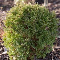 1756_6600_Thuja_occidentalis_Tiny_Tim.JPG