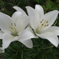 Lilium asiatic hybrids `Gwen`-aasia liilia