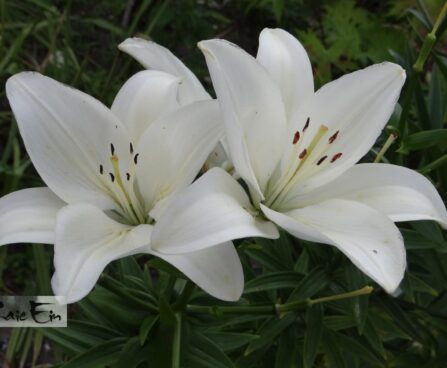 Lilium asiatic hybrids `Gwen`-aasia liilia