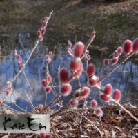 Salix gracilistyla `Mount Aso`- pikaemakaline paju